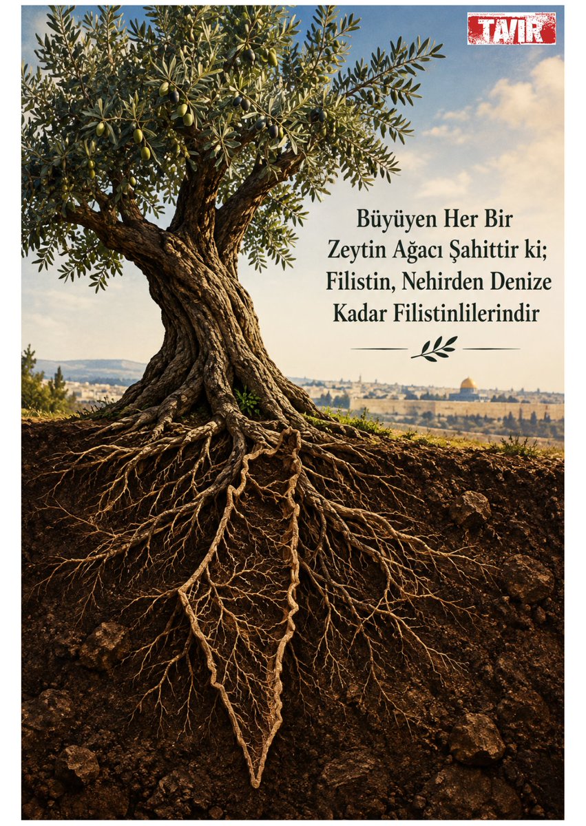 TavirYeni3's tweet photo. TAVIR:

Büyüyen Her Bir Zeytin Ağacı Şahittir ki;
Filistin, Nehirden Denize Kadar Filistinlilerindir...

#7Ekim2023
#AksaTufanı #Filistin #Gazze #Palestina #Gaza https://t.co/AvZfWAWxHq