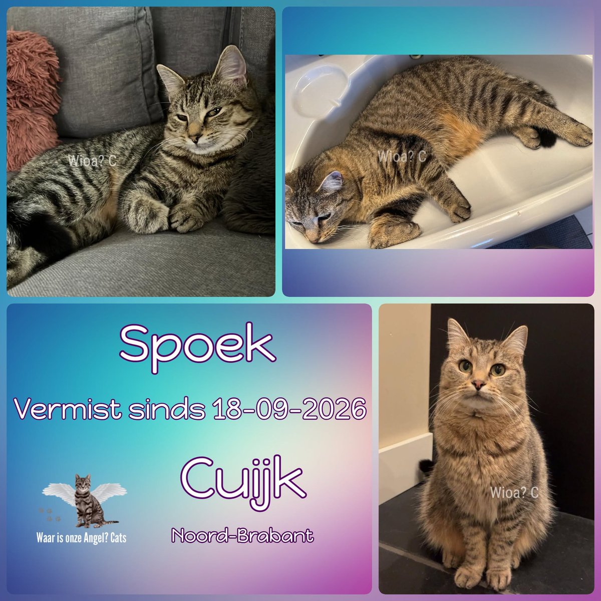 waarisonzeangel's tweet photo. Spoek #Vermist sinds 18-09-2026 te #Cuijk #NoordBrabant 

https://t.co/sjmL4iLfKv https://t.co/7MqpY6wnas