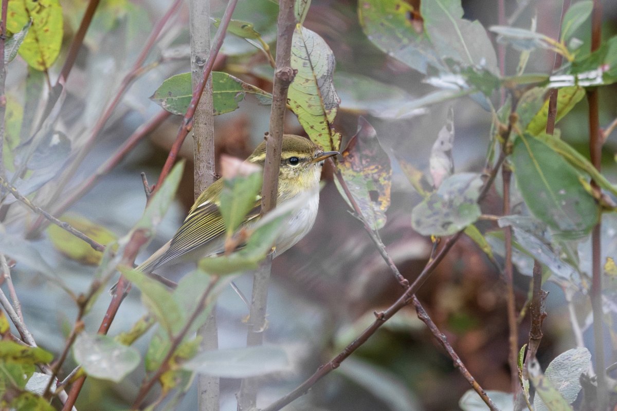 _TCartz's tweet photo. Who'd have thought Merthyr would become hotspot this autumn, the Yellow-browed Warbler was still present late afternoon skulking in the bushes bordering the abattoir. Good find @_dsbirding 
https://t.co/xIGw4Dx8Wk https://t.co/DsozqpeewW