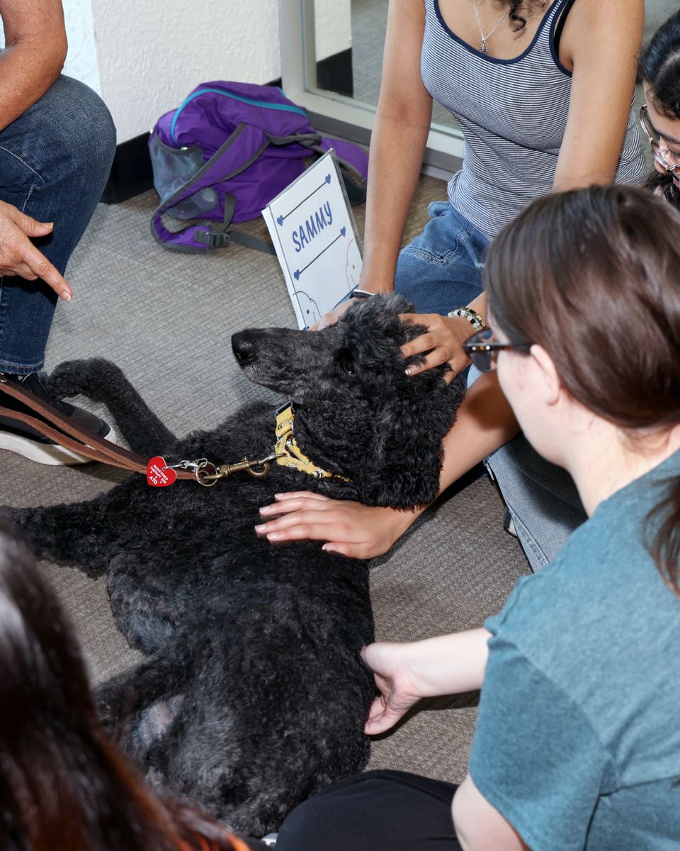 utalibraries's tweet photo. Need a break from the semester? Doggy Days is back Oct. 28.

Come visit with therapy dogs, take a breather and learn how these amazing dogs help people. Your to-do list can wait a few minutes. https://t.co/QOIBveWSvB
