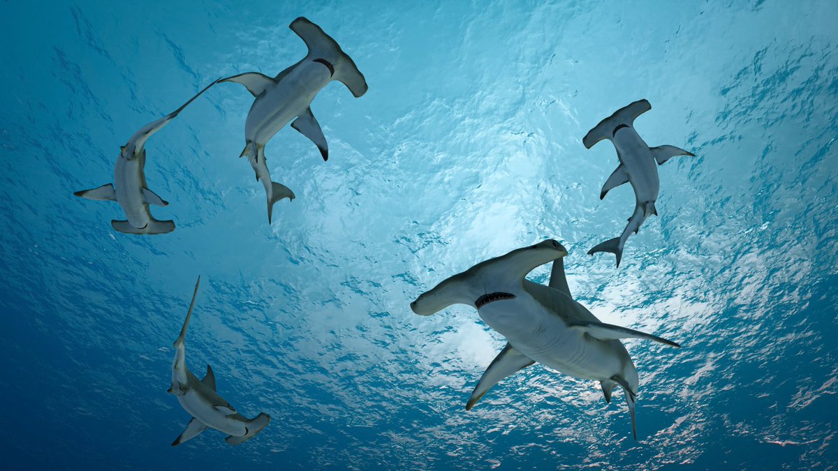 Blue_Parallel's tweet photo. Diving in the #Galapagos offers encounters found few other places on Earth. 🤿 Swim alongside hammerhead sharks, sea turtles, rays, sea lions, and marine iguanas as you explore the archipelago's extraordinary underwater ecosystems. #Ecuador #LuxuryTravel https://t.co/Dy82Fd9zvq https://t.co/s9ScIJTpc5