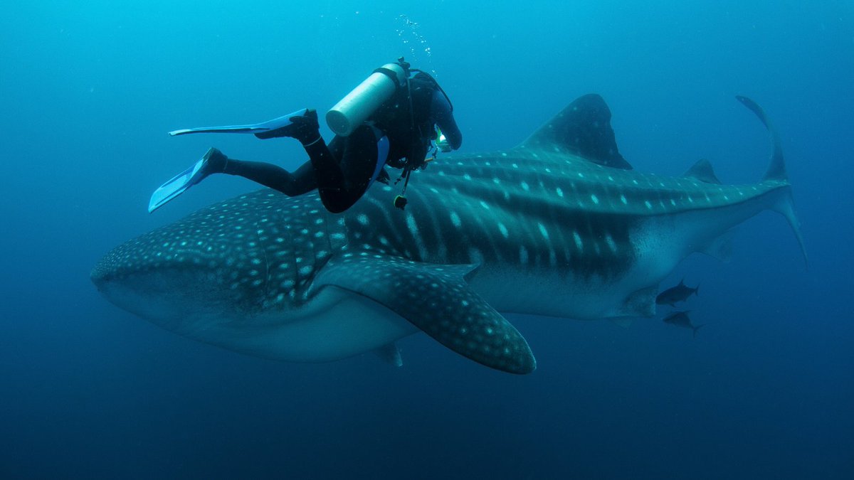 Blue_Parallel's tweet photo. Diving in the #Galapagos offers encounters found few other places on Earth. 🤿 Swim alongside hammerhead sharks, sea turtles, rays, sea lions, and marine iguanas as you explore the archipelago's extraordinary underwater ecosystems. #Ecuador #LuxuryTravel https://t.co/Dy82Fd9zvq https://t.co/s9ScIJTpc5