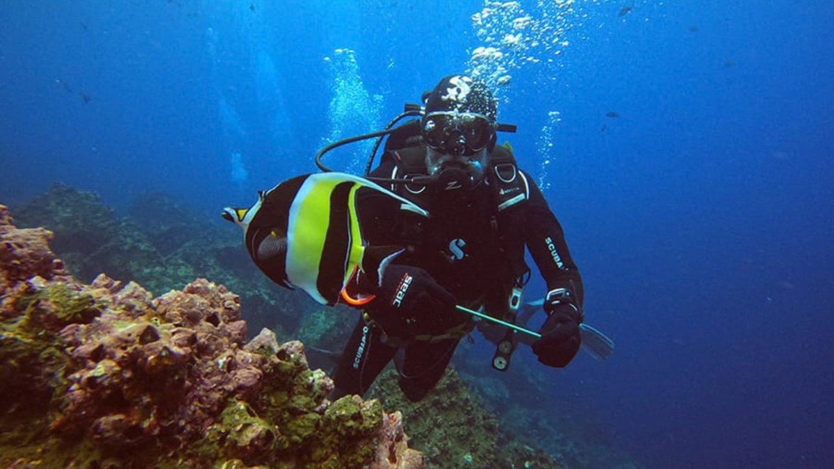 Blue_Parallel's tweet photo. Diving in the #Galapagos offers encounters found few other places on Earth. 🤿 Swim alongside hammerhead sharks, sea turtles, rays, sea lions, and marine iguanas as you explore the archipelago's extraordinary underwater ecosystems. #Ecuador #LuxuryTravel https://t.co/Dy82Fd9zvq https://t.co/s9ScIJTpc5