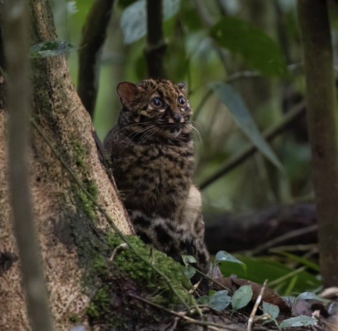 catsawwra's tweet photo. Marbled cat https://t.co/xtzz1EPLuZ