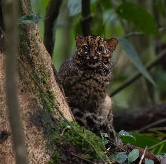 catsawwra's tweet photo. Marbled cat https://t.co/xtzz1EPLuZ