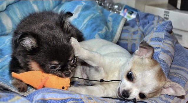 stellacl77's tweet photo. Sometimes friendship begins with a tug-of-war 🐾

To us, this looks like two puppies fighting over a toy. From an ethological perspective, however, play is much more than simple entertainment.

Puppy play is a form of social learning. Through chasing, grabbing, wrestling and competing for objects, young dogs practise reading body language, controlling the intensity of their actions and responding to another dog’s signals.

Notice how the interaction is focused on the toy, but also on each other. The real lesson is not who gets the orange fish: it is learning when to persist, when to give in, and how to keep an interaction going without turning play into conflict.

Healthy play is usually flexible: roles can change, pauses occur, and both individuals remain willing to re-engage. These tiny negotiations help puppies develop the social skills they will use throughout their lives.

Two puppies. One toy. A whole lesson in canine communication 🐶🐶

📷 Stella Clarkson 🐕 Zolpy & Bibi