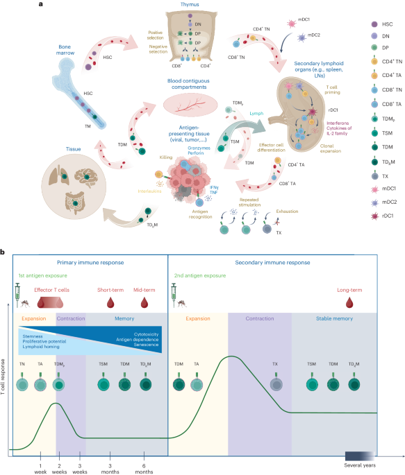 NatureProtocols's tweet photo. New Article! T cell immunomonitoring: a comparative analysis of traditional and novel methods to quantify and characterize human antigen-specific T cells dlvr.​it/TVpN0v https://t.co/P9LhvilbsQ