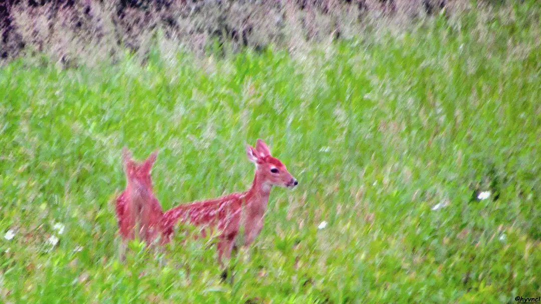 OzgunSozuer's tweet photo. https://t.co/bC5GkbRd2E

White-tailed Deer | Odocoileus virginianus | AK KUYRUKLU GEYİK

#odocoileusvirginianus #whitetaileddeer #pajareo #hayvanmanzaraları #ruralecology #500pxrtg #thephotohour #dailyphoto #pintofotografía #YourShots #photohdr #fotorshot #backtonature https://t.co/ytc9bnIIOz