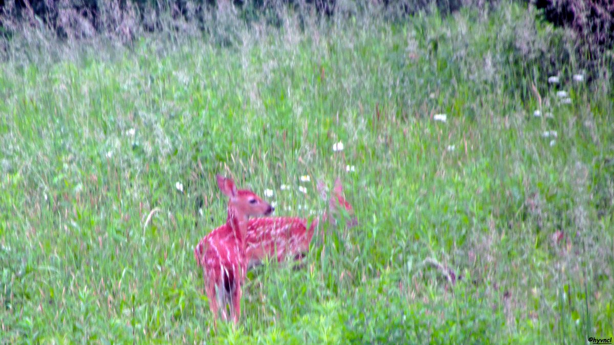 OzgunSozuer's tweet photo. https://t.co/bC5GkbRd2E

White-tailed Deer | Odocoileus virginianus | AK KUYRUKLU GEYİK

#odocoileusvirginianus #whitetaileddeer #pajareo #hayvanmanzaraları #ruralecology #500pxrtg #thephotohour #dailyphoto #pintofotografía #YourShots #photohdr #fotorshot #backtonature https://t.co/ytc9bnIIOz