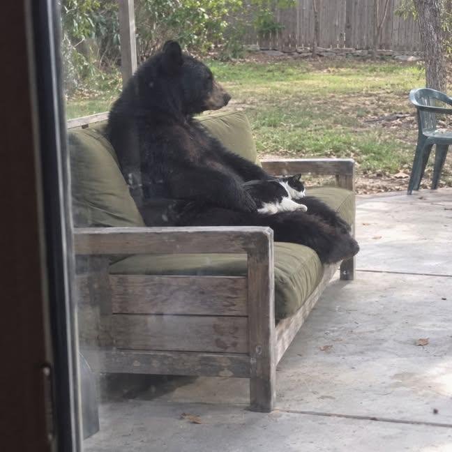 MissAlly_01's tweet photo. Apparently, bears know the rule: if a cat sits on your lap, you can't move. ❤️❤️❤️ https://t.co/v36RgYRIyJ