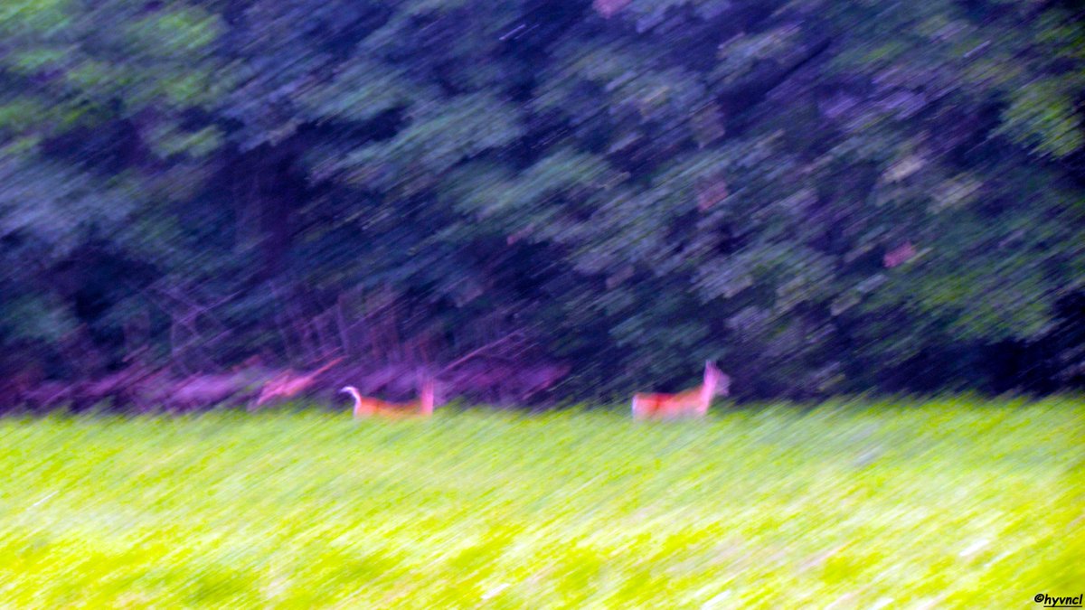 OzgunSozuer's tweet photo. https://t.co/bC5GkbRd2E

White-tailed Deer | Odocoileus virginianus | AK KUYRUKLU GEYİK

#odocoileusvirginianus #whitetaileddeer #pajareo #hayvanmanzaraları #ruralecology #500pxrtg #thephotohour #dailyphoto #pintofotografía #YourShots #photohdr #fotorshot #backtonature https://t.co/ytc9bnIIOz