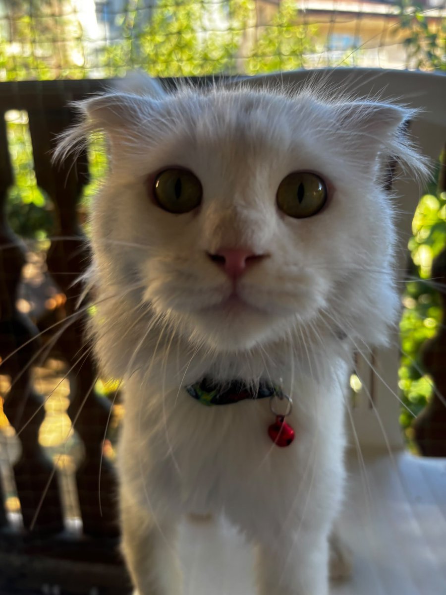 pittyperest's tweet photo. Paylaşır mısınız rica etsem ? 
İdealtepede tıraşlı , nazar boncuklu tasmalı bulundu bacağı kırıktı. Çipi yok. Bacağından ameliyat oldu. Şu an iyi. Yuva arıyoruz. https://t.co/x1NvP6fPRQ