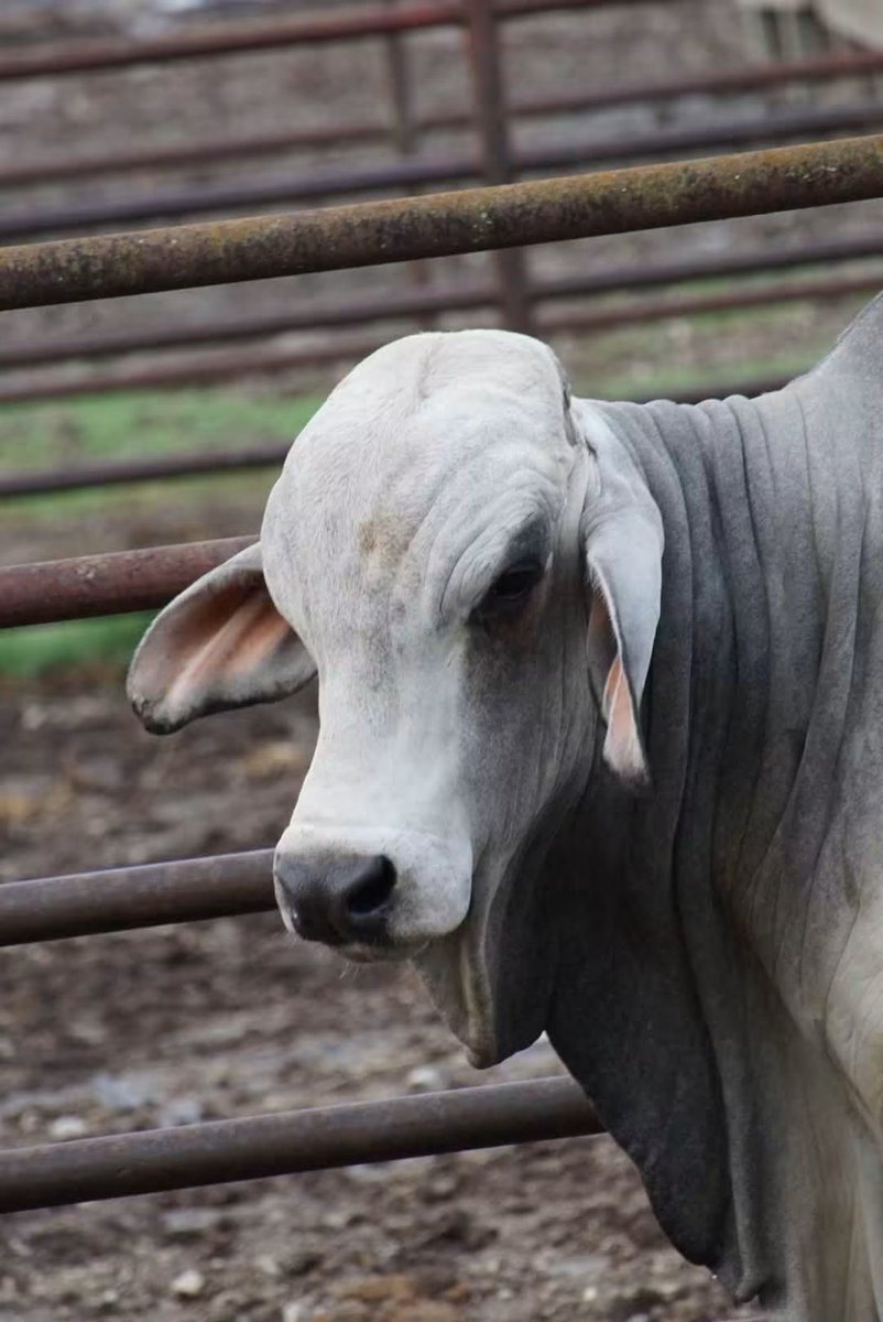 soyganadera's tweet photo. SOYGANADERA GLOBAL 🌎 
BRAHMAN GANADERÍA 
#SOYGANADERA https://t.co/MXnVFGkIn9