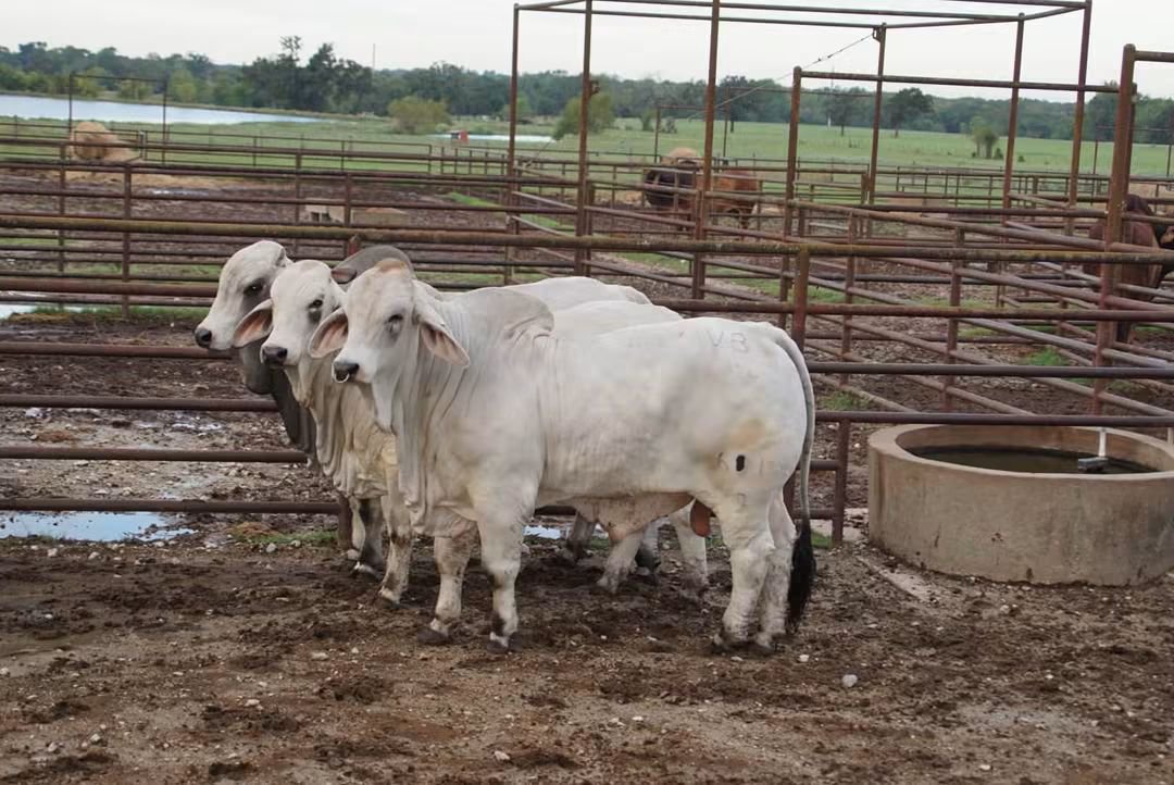 soyganadera's tweet photo. SOYGANADERA GLOBAL 🌎 
BRAHMAN GANADERÍA 
#SOYGANADERA https://t.co/MXnVFGkIn9