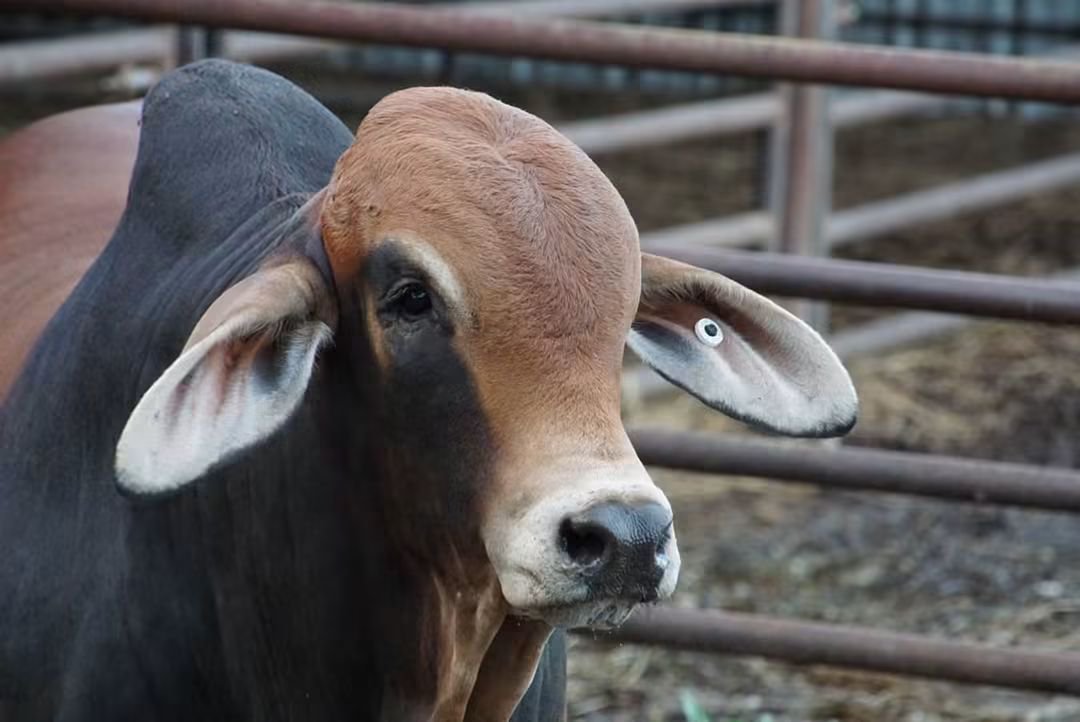 soyganadera's tweet photo. SOYGANADERA GLOBAL 🌎 
BRAHMAN GANADERÍA 
#SOYGANADERA https://t.co/MXnVFGkIn9