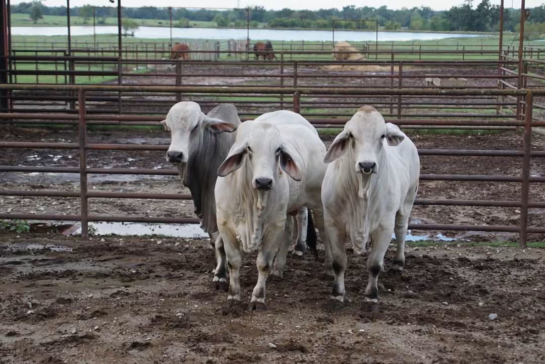 soyganadera's tweet photo. SOYGANADERA GLOBAL 🌎 
BRAHMAN GANADERÍA 
#SOYGANADERA https://t.co/MXnVFGkIn9