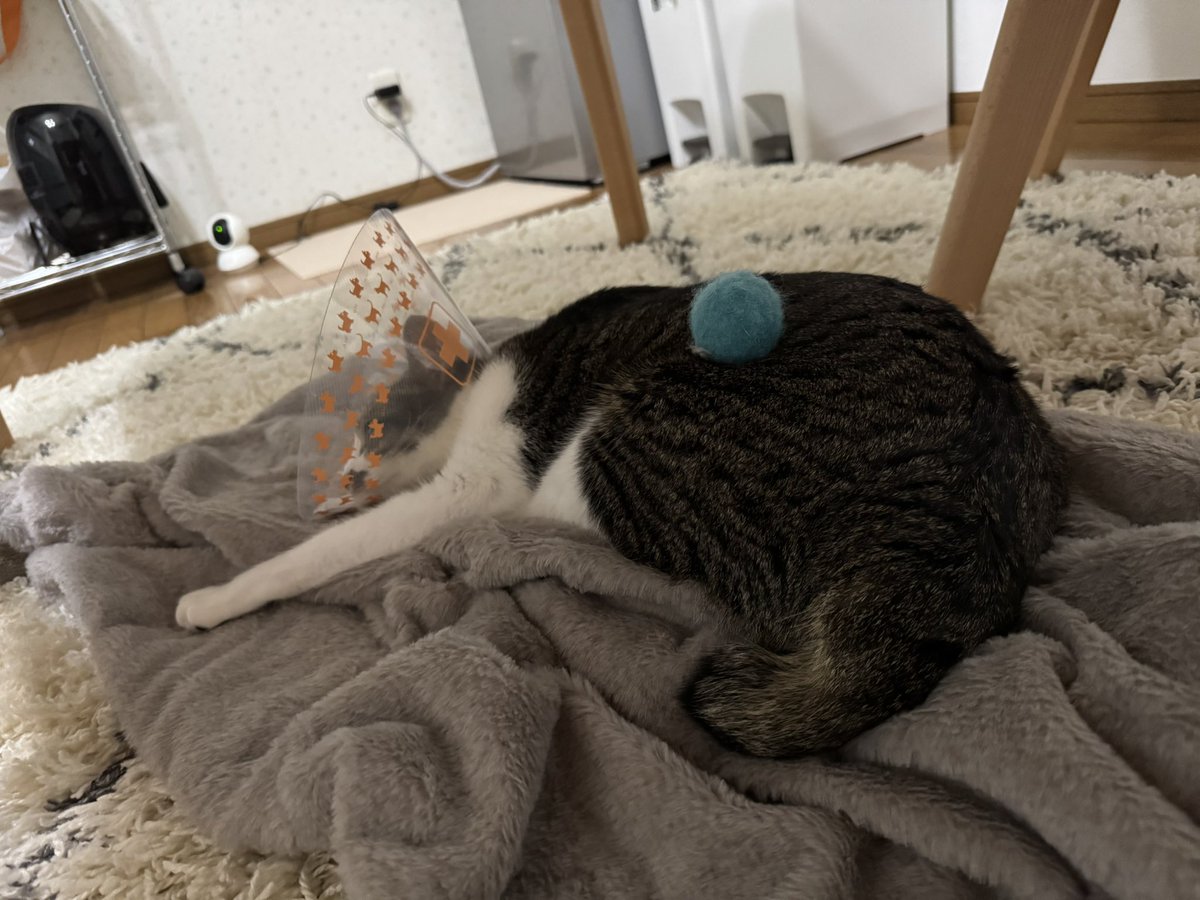kirushu2's tweet photo. 猫との暮らし2年267日目
下僕にイタズラされるボタン君。
ボールに気にせずすやすや眠ってた😸
#保護猫 #譲渡会 #猫好きさんと繫がりたい  #ねこのいる暮らし https://t.co/1RtZfBC5WR