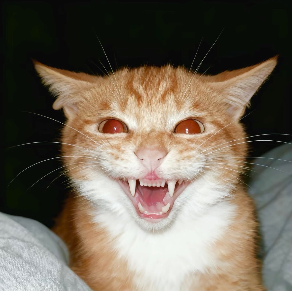 PostofcatsX's tweet photo. https://t.co/it0MXylzl6