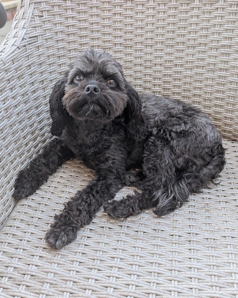 MissingPetsGB's tweet photo. Please keep a look out for ZELDA 

#Missing toy #poodle since yesterday 5 Oct 2026 from West end of Angus Road
#Worthing West Sussex #BN12

Please do not chase her as she is highly skittish. She is very young. Contact local vets if seen. https://t.co/Sx8klJ9pew https://t.co/XAmBziZKBJ