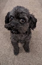 MissingPetsGB's tweet photo. Please keep a look out for ZELDA 

#Missing toy #poodle since yesterday 5 Oct 2026 from West end of Angus Road
#Worthing West Sussex #BN12

Please do not chase her as she is highly skittish. She is very young. Contact local vets if seen. https://t.co/Sx8klJ9pew https://t.co/XAmBziZKBJ