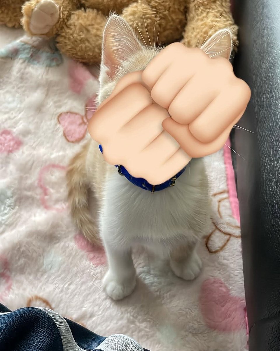 KittiesVids's tweet photo. https://t.co/JySYXoZ5Zu