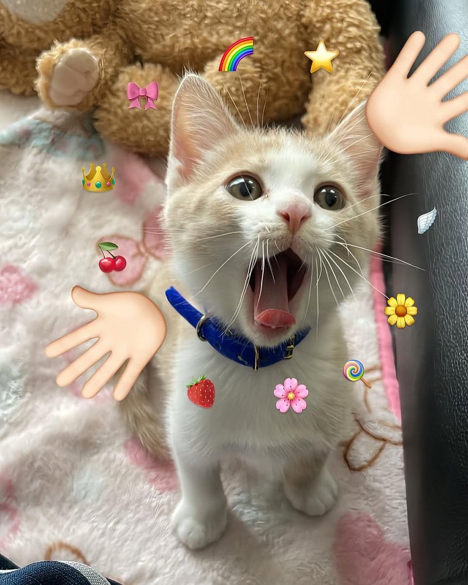 KittiesVids's tweet photo. https://t.co/JySYXoZ5Zu