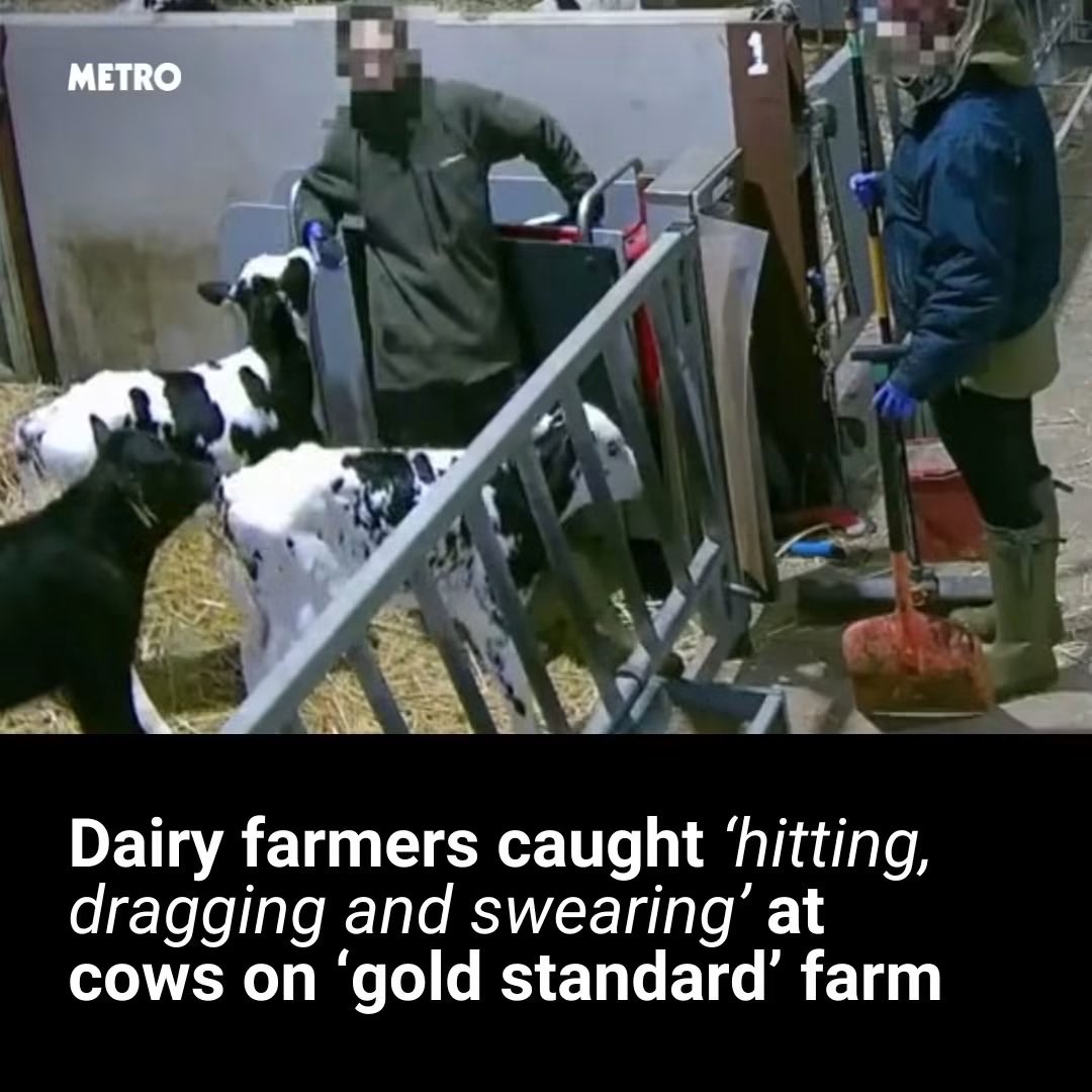 ShortnBluntTho's tweet photo. More than 700 ‘alleged’ instances of animal cruelty were filmed in just four days https://t.co/Qi6gslrNir