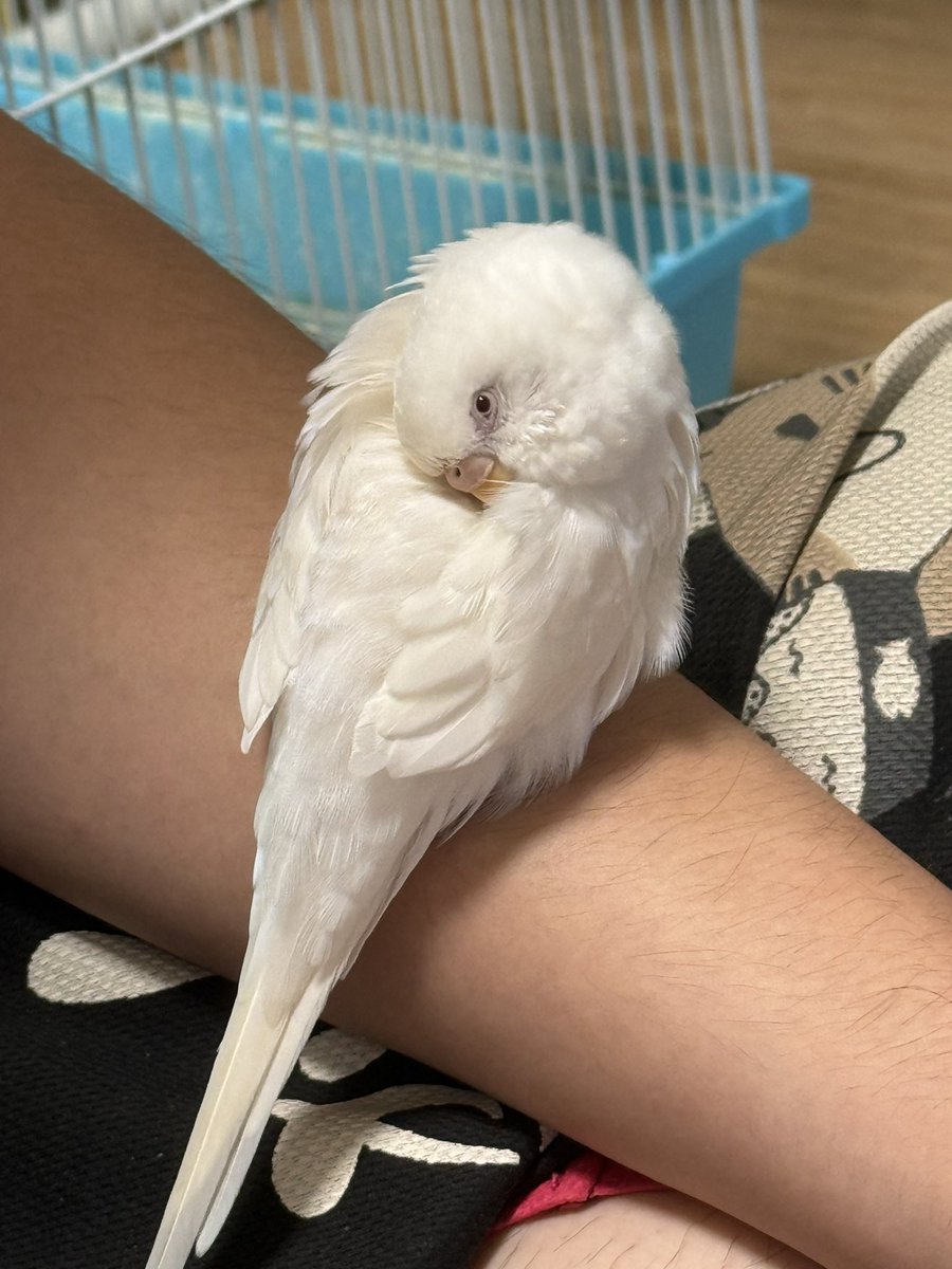 NalfaRoud's tweet photo. そんなものよりわた見てた方が有意義
わちゃかわいいねぇ♡ https://t.co/u0vL5SxaFZ
