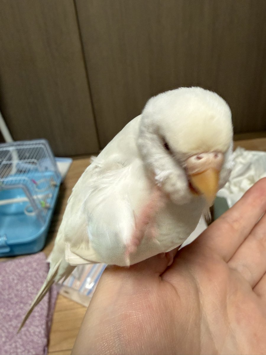 NalfaRoud's tweet photo. そんなものよりわた見てた方が有意義
わちゃかわいいねぇ♡ https://t.co/u0vL5SxaFZ
