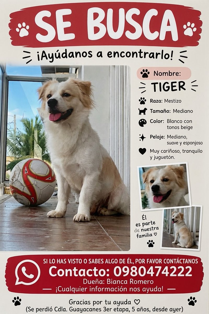 AlertaMePerdi's tweet photo. #PERDIDO #GUAYAQUIL
Nombre: #Tiger
Fecha: 2026-10-04
Sector: Norte, Guayacanes 3ra etapa, Alfredo Vera Vera 15
Sexo: Macho
Raza: Mestizo
Observación: Manchas cafés clara en el pelaje
Contacto: 0980474222
¡Ayúdalo a volver con su familia!
 #AlertaMePerdí https://t.co/H7sQQ67x4q