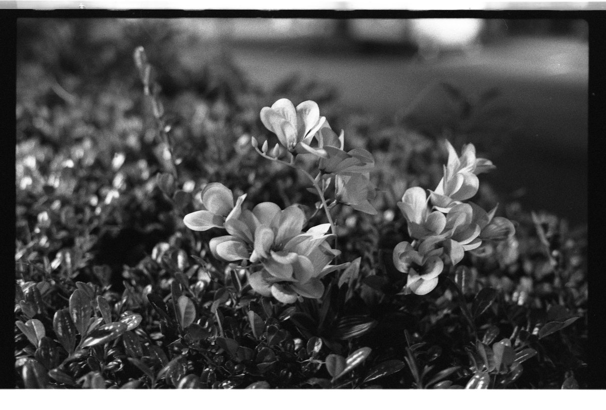 ayataka246859's tweet photo. HP5Plus ISO3200 D-76 19:00 24℃
明日は400TXをやる。DELTA3200買わないでHP5増感で良い気がするな https://t.co/Y6cvk08SAM