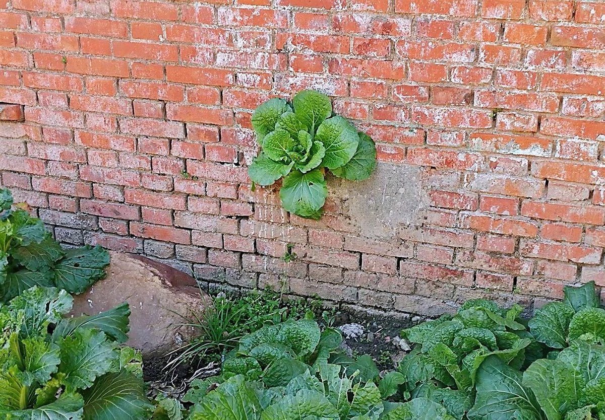 ArielRowlava's tweet photo. [Comida deliciosa, cultivada en campos de varias hectáreas, hecha de granos y hierbas aromáticas ]， https://t.co/cN0iK8iMb5