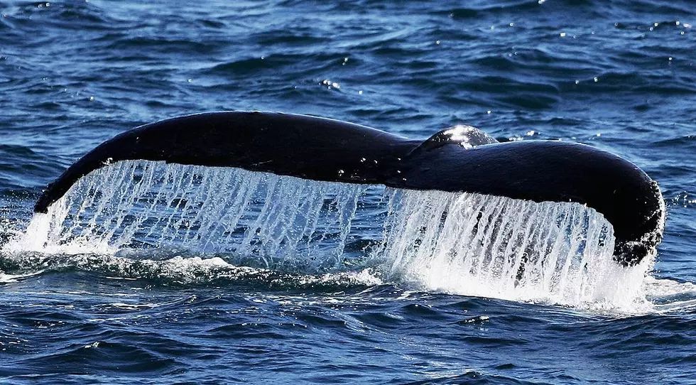 WBSM1420's tweet photo. A Diver’s Whale Encounter
A Massachusetts diver survived a frightening encounter with a humpback whale off Provincetown. 
https://t.co/vP4Fe4BgHI https://t.co/PTdRSm74Ha