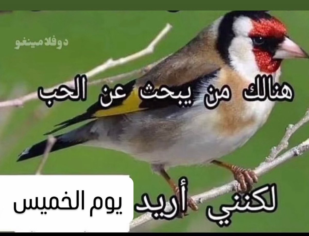 hesham_darrag23's tweet photo. ف اسرع وقت https://t.co/l9YhY5qxMV