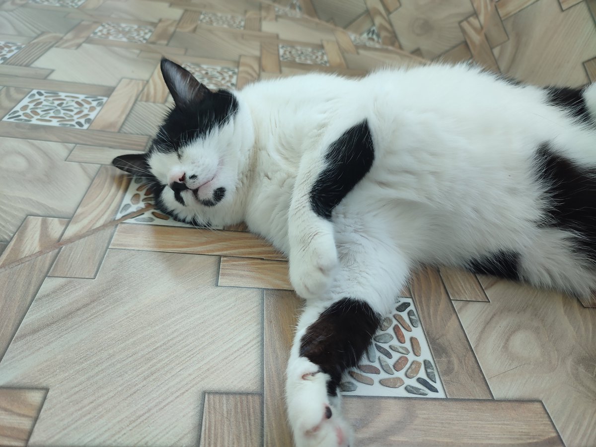 busratsdln24's tweet photo. @minnos_oglan Bu da benim tosbik kedim Alaca😺 https://t.co/GZgaU7IuOz