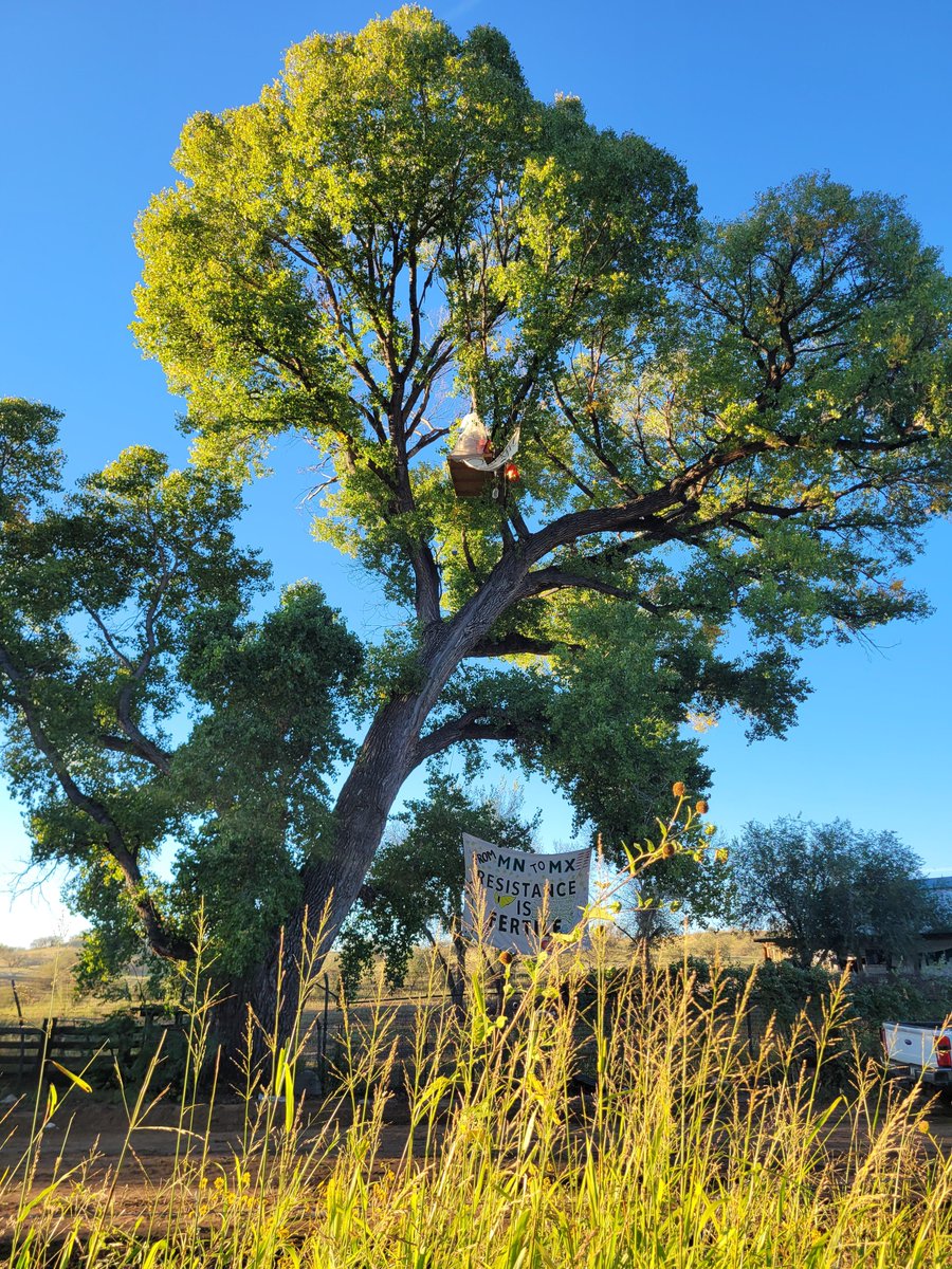 _maxgranger's tweet photo. The tree sit blocking border wall construction is back up in La Noria, México! Construction has been stopped! 🔥

After yesterday's raid and toppling of the Grandmother Tree, this morning, land defenders climbed into a nearby cottonwood on the Sonoran side, blocking the wall. https://t.co/AsCt66WoYL