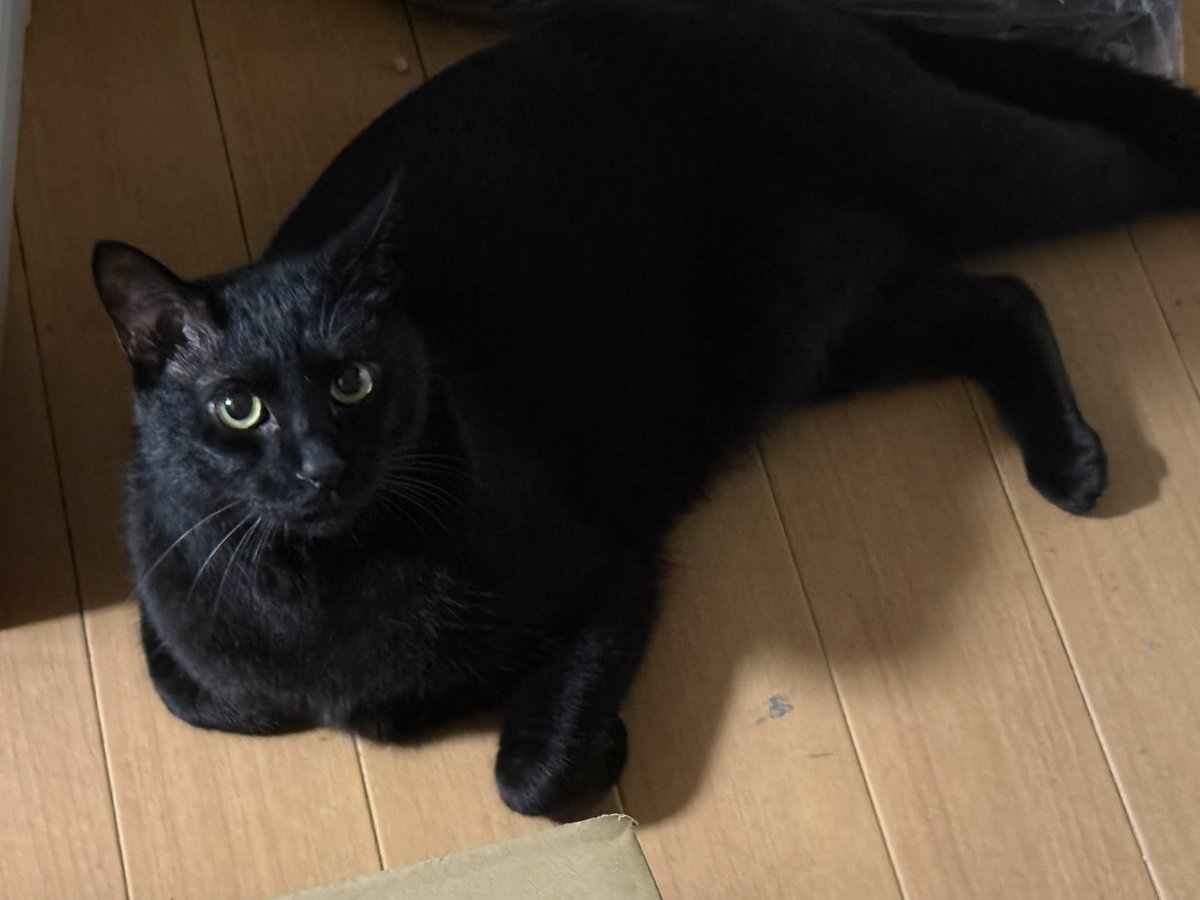 disaion's tweet photo. 冬眠前のクマ
いや、アザラシ…？ https://t.co/1nonZUaoMZ