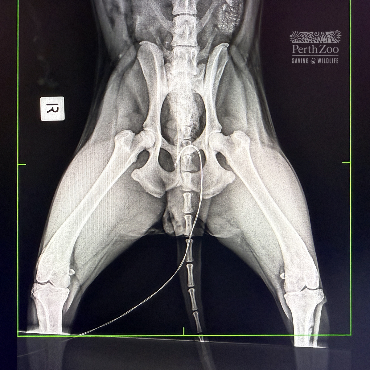 PerthZoo's tweet photo. Ever wondered what our animals look like on the inside? 🩻

We've gone digging through our archives and uncovered these animal x-rays! Can you match the skeletons to the species? https://t.co/Po5s5y8beb