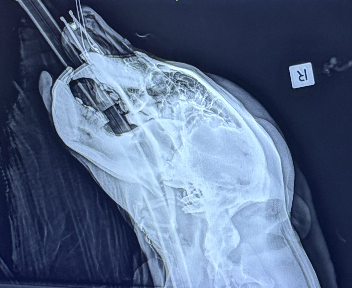 PerthZoo's tweet photo. Ever wondered what our animals look like on the inside? 🩻

We've gone digging through our archives and uncovered these animal x-rays! Can you match the skeletons to the species? https://t.co/Po5s5y8beb