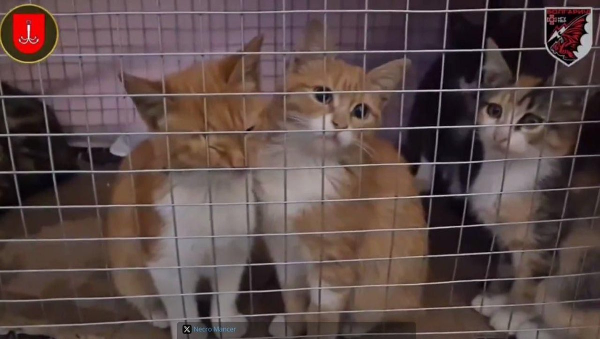 Oksii33's tweet photo. Operation "Tigers": soldiers of the 11th Brigade of the National Guard, with the help of local residents, rescued six cats from the occupied Oleshky. 

They were placed in a special cage and transported by air across the Dniper under the belly of a heavy bomber. All 6 are alive and unharmed🥹