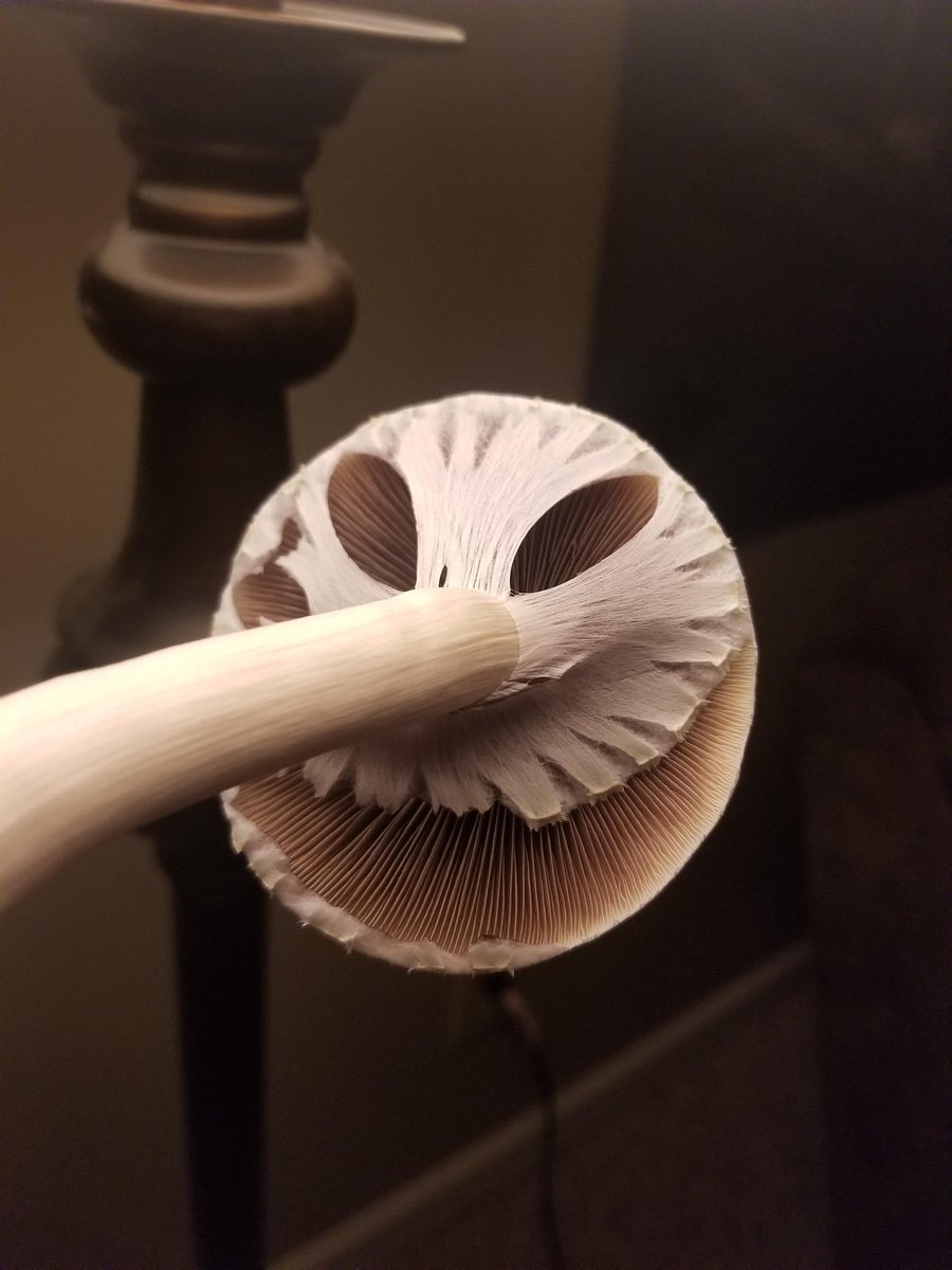 psychedelicpl9's tweet photo. A psilocybin mushroom at the perfect time for harvest; right as the veil breaks
#psilocybin
#drugtwt
#mushroomtwt https://t.co/zDqLUCNGdC