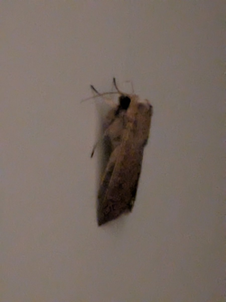 44rats_'s tweet photo. big ass moth on my door i name you gerbert https://t.co/WH1dAPUNNT