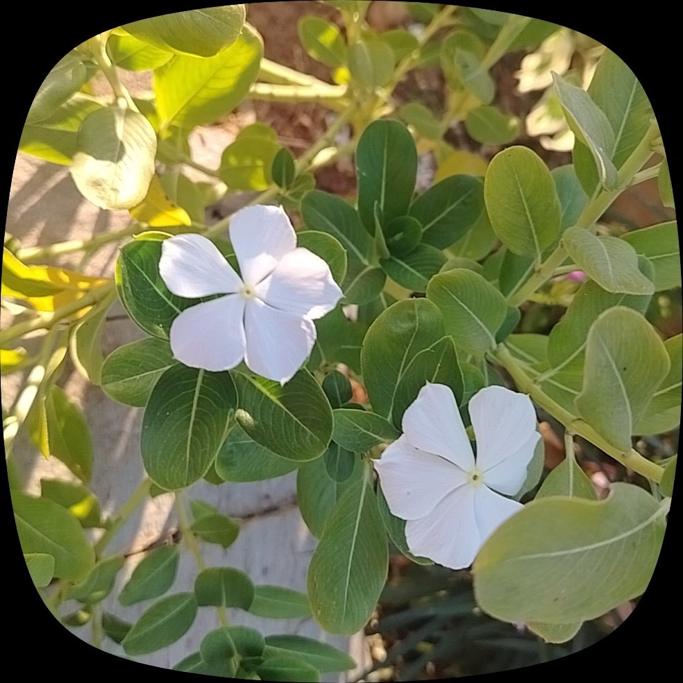 csueaz's tweet photo. #flowers https://t.co/BAaGGFeLqg