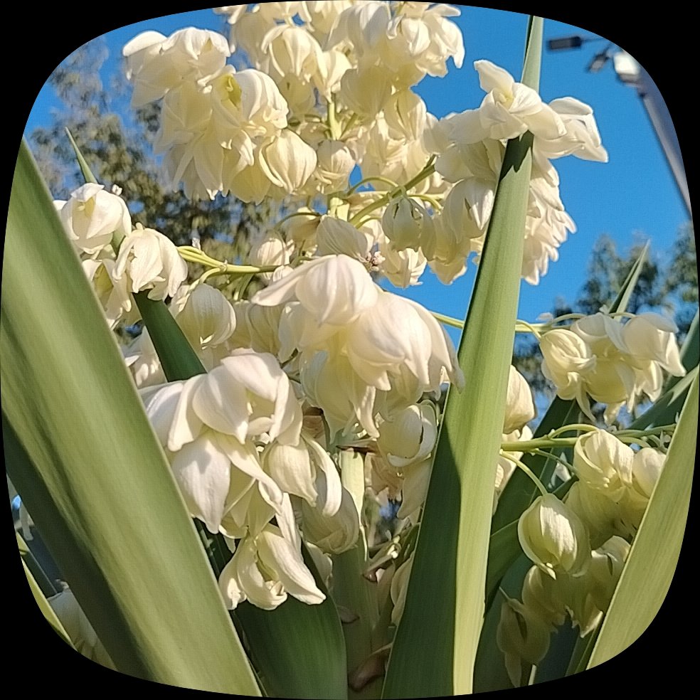 csueaz's tweet photo. #flowers https://t.co/BAaGGFeLqg