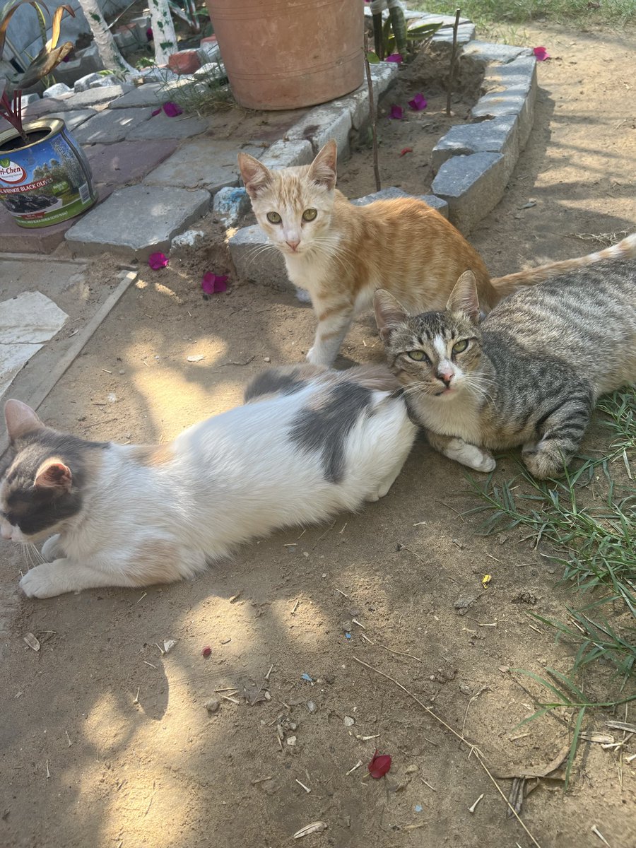 RescueCare's tweet photo. Hours have passed, and I’m still waiting for the help that could put food in their bowls.💔

The animals at Salam Shelter are waiting for me, and I have nothing to tell them except: please wait a little longer.

This is the part of rescue people rarely see—the fear of having lives depending on you while you don’t know how you will provide their next meal.

I cannot let their bowls stay empty tonight.

Please, my loyal friends, if you were waiting for a moment when your help was truly needed—this is it. Stand with us today.🙏🐾❤️

PayPal: https://t.co/eL95czBcm6
GoFundMe: https://t.co/hYA2hXUDDU

#Gaza #AnimalRescue #SaveAnimals #Hope