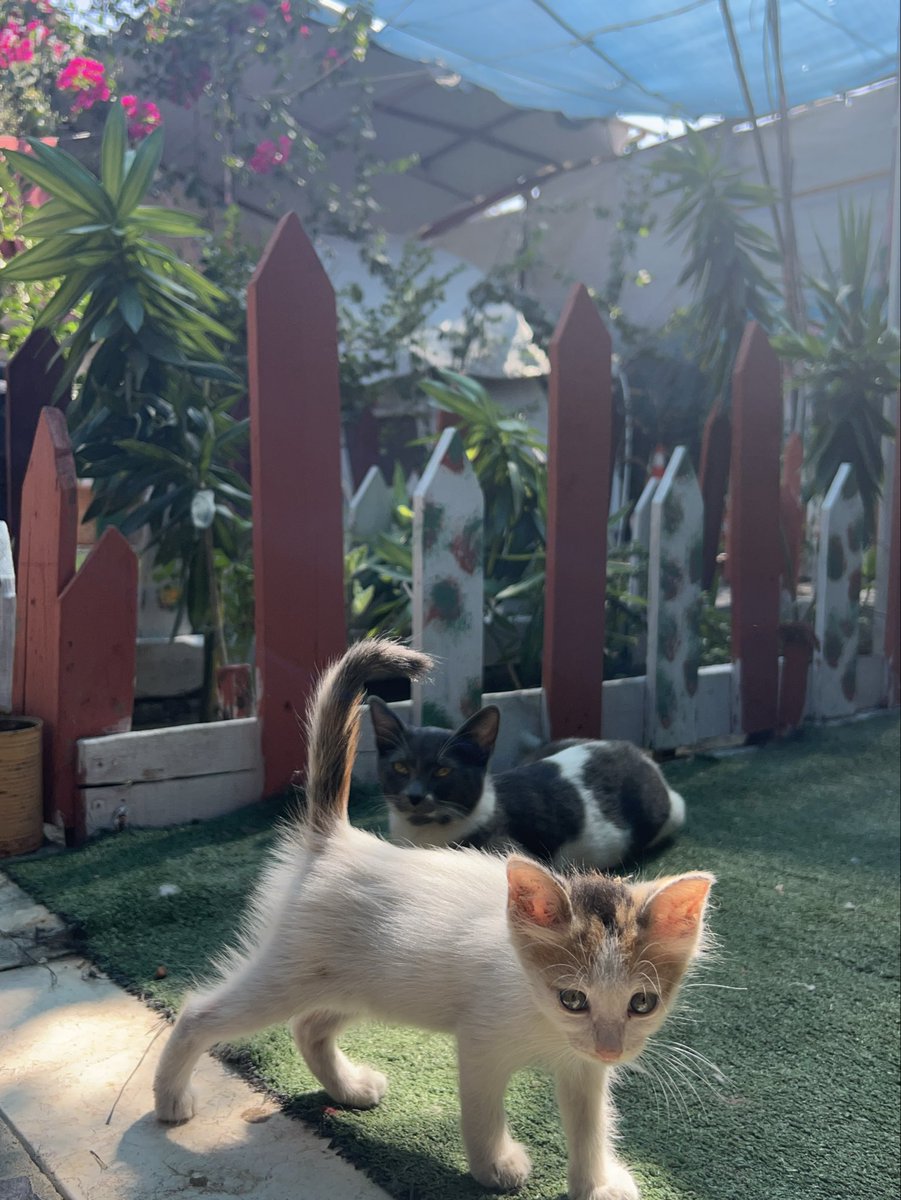 RescueCare's tweet photo. Hours have passed, and I’m still waiting for the help that could put food in their bowls.💔

The animals at Salam Shelter are waiting for me, and I have nothing to tell them except: please wait a little longer.

This is the part of rescue people rarely see—the fear of having lives depending on you while you don’t know how you will provide their next meal.

I cannot let their bowls stay empty tonight.

Please, my loyal friends, if you were waiting for a moment when your help was truly needed—this is it. Stand with us today.🙏🐾❤️

PayPal: https://t.co/eL95czBcm6
GoFundMe: https://t.co/hYA2hXUDDU

#Gaza #AnimalRescue #SaveAnimals #Hope