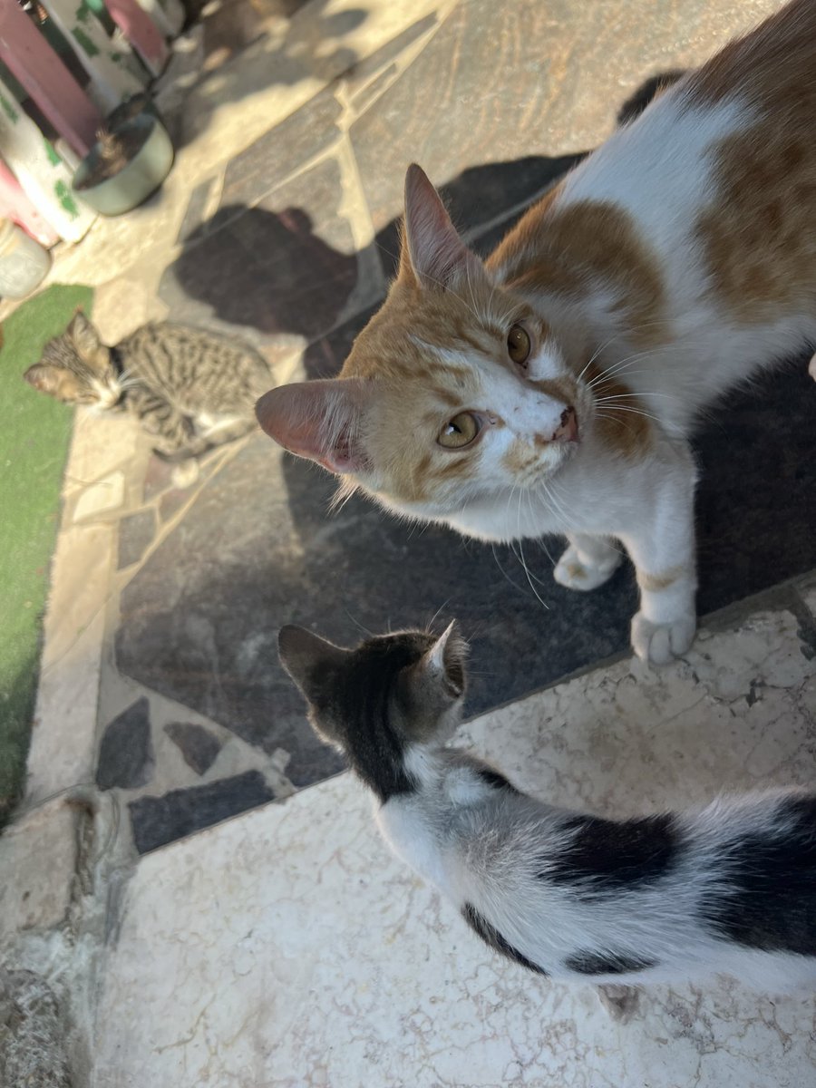RescueCare's tweet photo. Hours have passed, and I’m still waiting for the help that could put food in their bowls.💔

The animals at Salam Shelter are waiting for me, and I have nothing to tell them except: please wait a little longer.

This is the part of rescue people rarely see—the fear of having lives depending on you while you don’t know how you will provide their next meal.

I cannot let their bowls stay empty tonight.

Please, my loyal friends, if you were waiting for a moment when your help was truly needed—this is it. Stand with us today.🙏🐾❤️

PayPal: https://t.co/eL95czBcm6
GoFundMe: https://t.co/hYA2hXUDDU

#Gaza #AnimalRescue #SaveAnimals #Hope