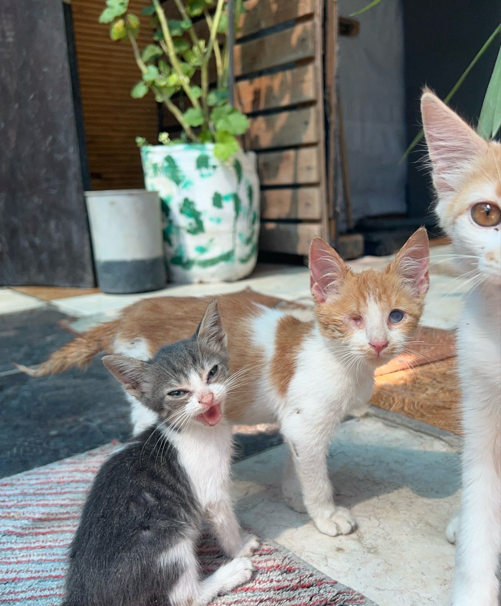 RescueCare's tweet photo. Hours have passed, and I’m still waiting for the help that could put food in their bowls.💔

The animals at Salam Shelter are waiting for me, and I have nothing to tell them except: please wait a little longer.

This is the part of rescue people rarely see—the fear of having lives depending on you while you don’t know how you will provide their next meal.

I cannot let their bowls stay empty tonight.

Please, my loyal friends, if you were waiting for a moment when your help was truly needed—this is it. Stand with us today.🙏🐾❤️

PayPal: https://t.co/eL95czBcm6
GoFundMe: https://t.co/hYA2hXUDDU

#Gaza #AnimalRescue #SaveAnimals #Hope