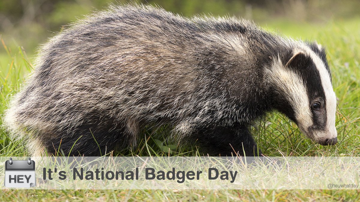 HeyWhatDay's tweet photo. Itโs National Badger Day!
#NationalBadgerDay #Badger #BadgerDay https://t.co/kvsUODCZp6