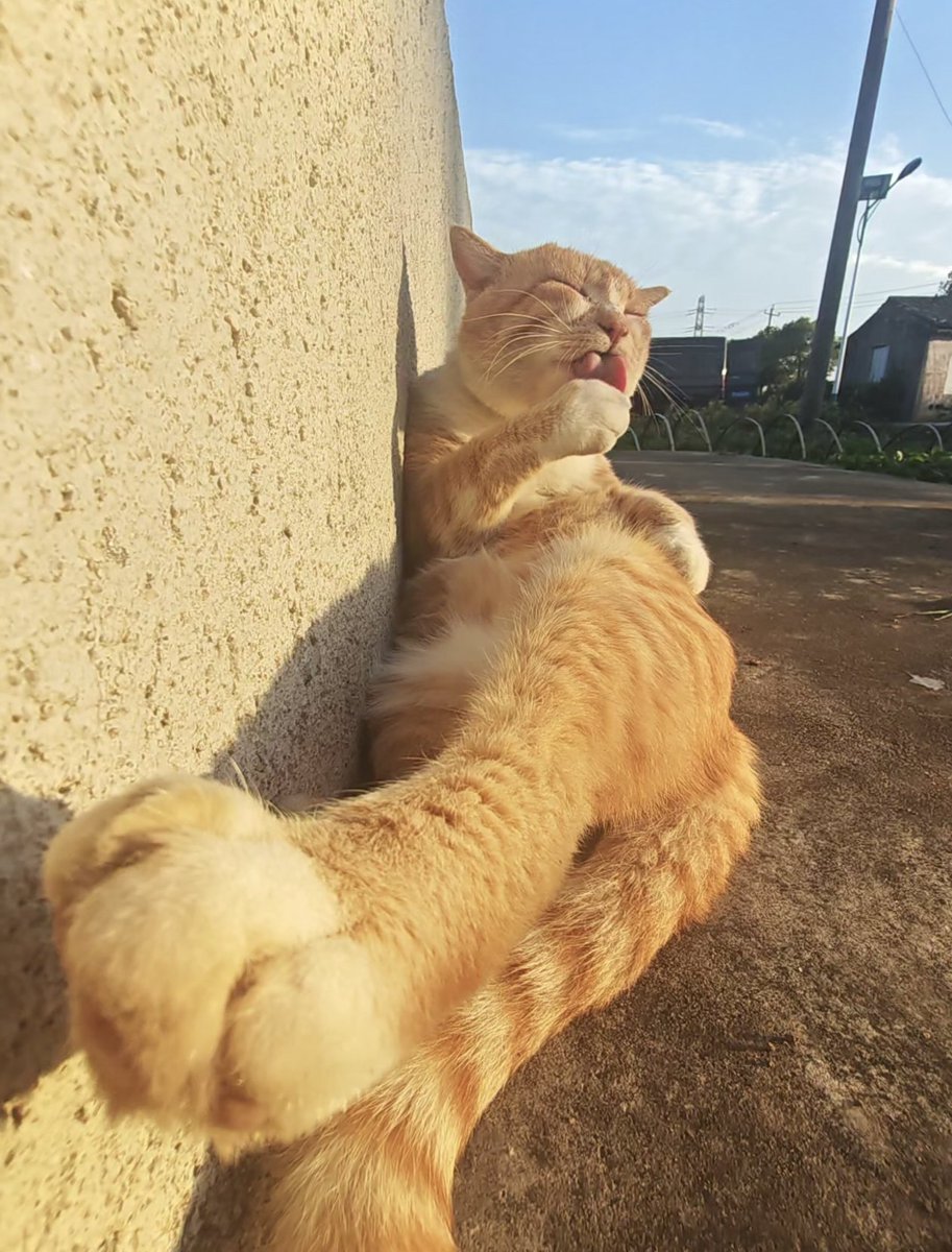 tmszhjh88's tweet photo. The sun, the paws, the life is very comfortable https://t.co/OUBWlTPz3G
